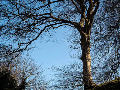 3rd April 2021 <br> no leaves yet