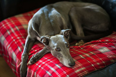 11th May 2021  resting hound