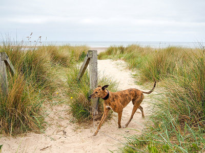 29th June 2021  Lola at Findhorn