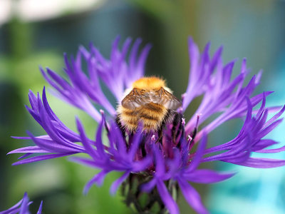 30th June 2021  bee on a purple thing