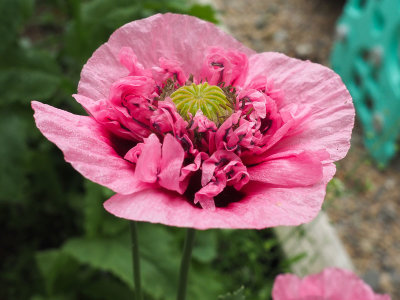 P7120070-3.jpg