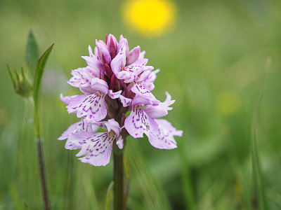 13th July 2021 <br> wild orchid