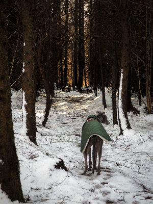 20th February 2022  snowy woods