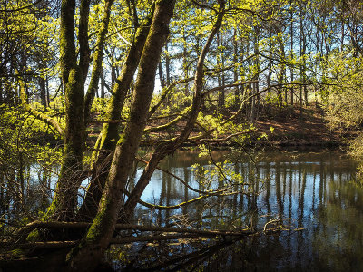 23rd April 2022 ducks