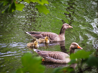 12th May 2022 ducks galore