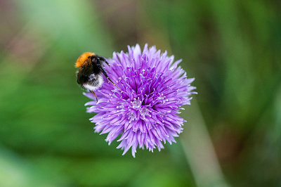 15th June 2022 bombus hypnorum