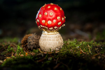 DSC_9274-2.jpg