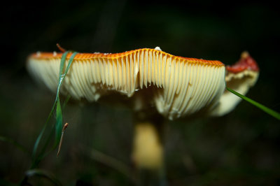 DSC_9292-2.jpg