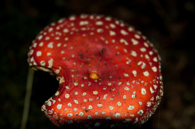 DSC_9294-2.jpg