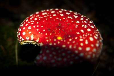 DSC_9296-2.jpg