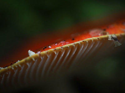 P9190009-2-001.jpg