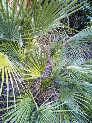 20th - Fronds