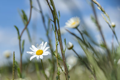 1st - Daisies