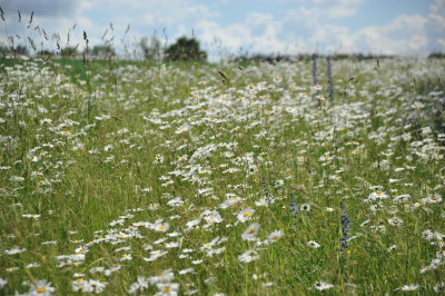 Wild Flowers