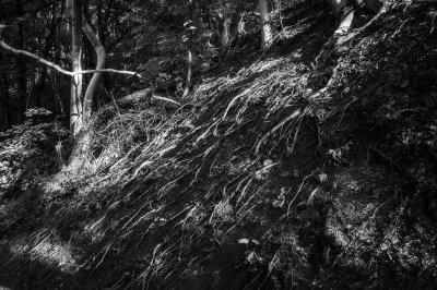 4th - Roots