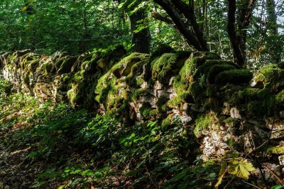 PAD Extra - Mossy