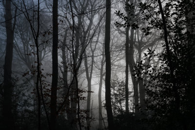 19th - Spooky Wood