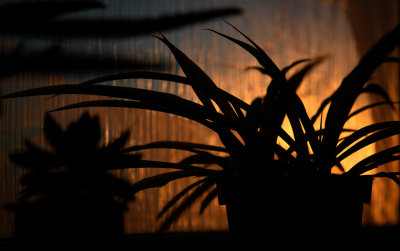 13th - Houseplant Sunset