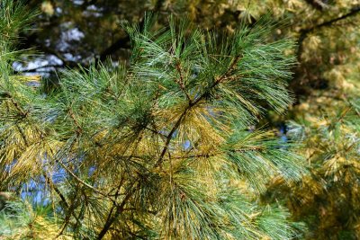 Pine Needles