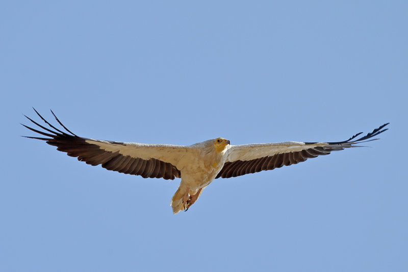 Egyptian Vulture  (Neophron percnopterus)