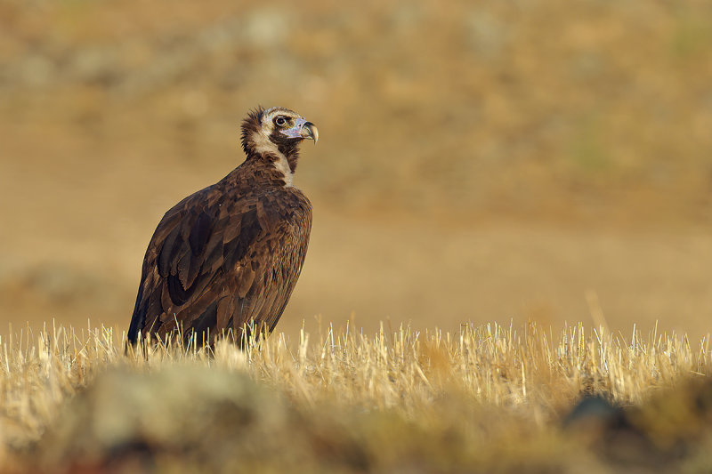 Eurasian Black Vulture (Aegypius monachus) 