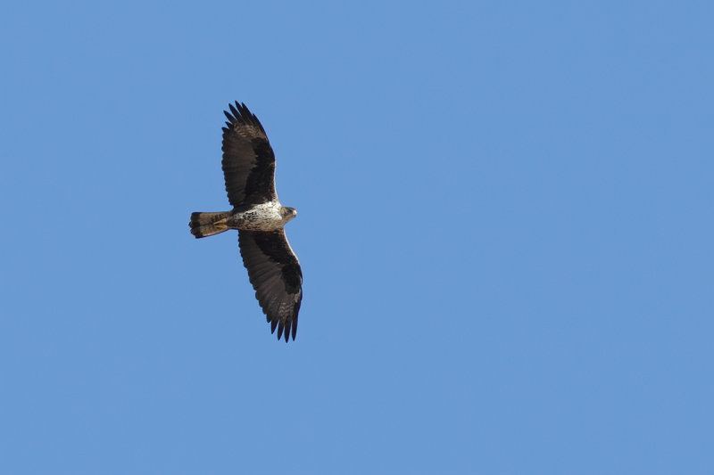 Bonellis Eagle   (Aquila fasciata)