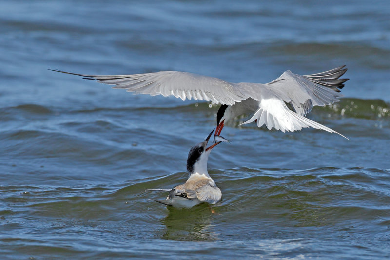 Common Tern  (Sterna hirundo)