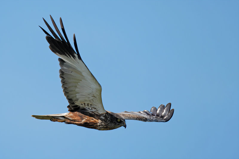 Western Marsh Harrier (Circus aeruginosus)