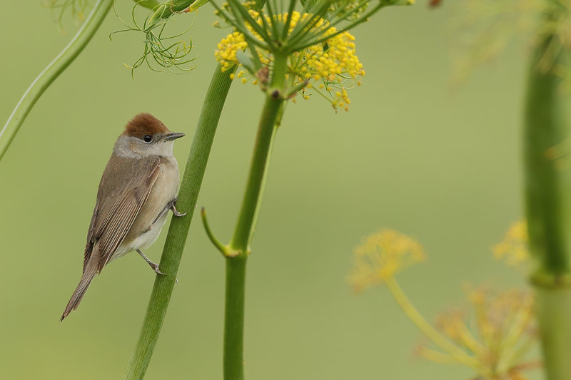 Blackcap (Sylvia atricapilla)