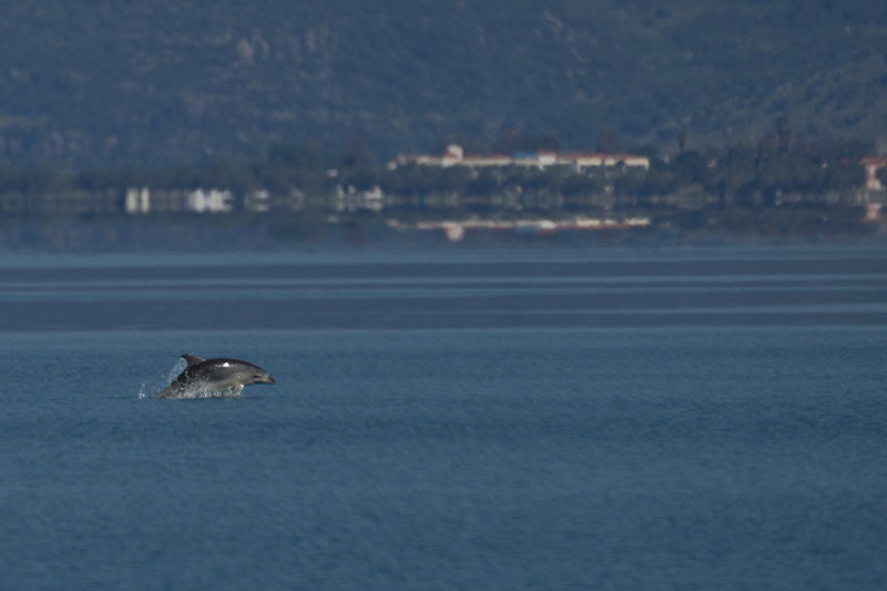 Common Bottlenose dolphin (Tursiops truncatus)