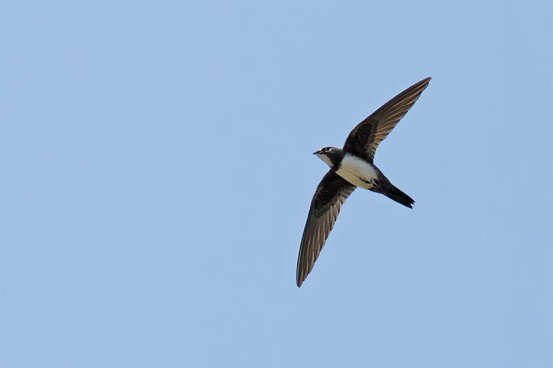 Alpine Swift (Tachymarptis melba) 