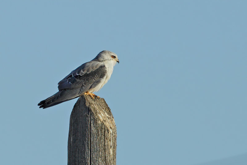 Black-shouldered Kite (Elanus caeruleus)