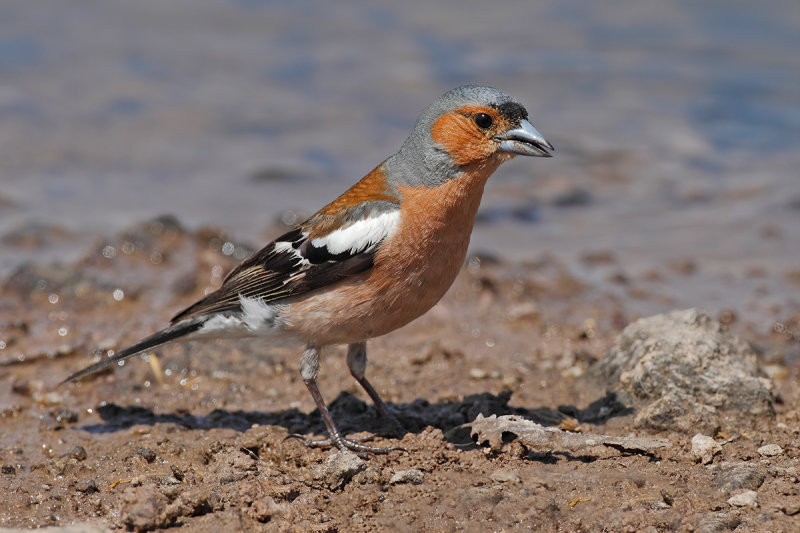 Chaffinch (Fringilla coelebs), 