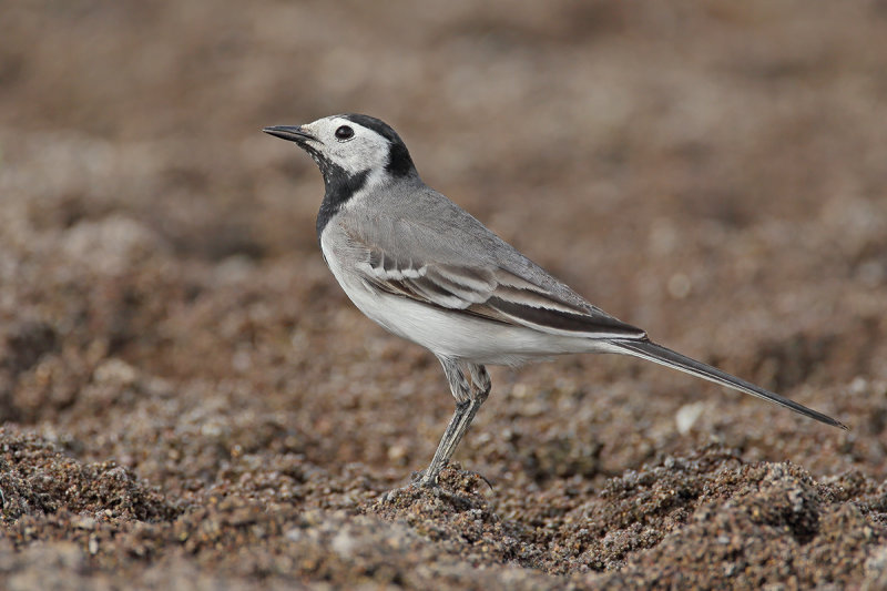 White Wagtail (Motacilla alba)