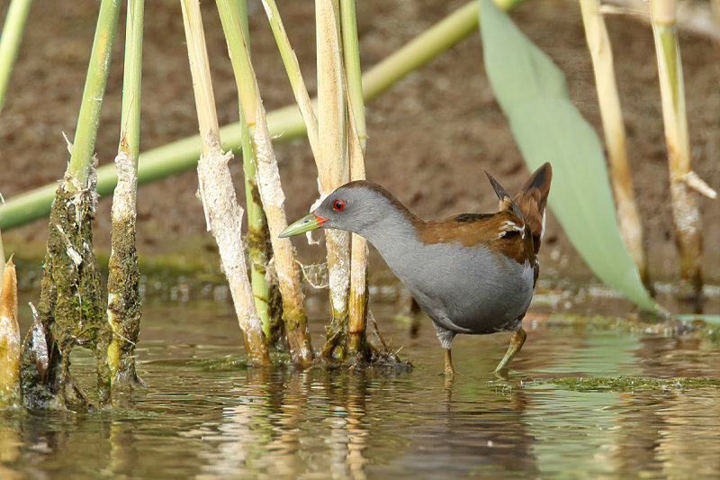 Little Crake (Zapornia parva) 