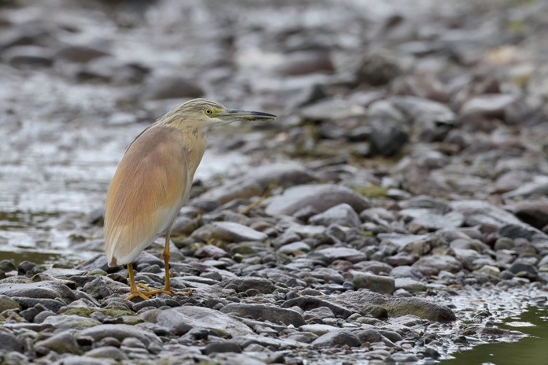 Squacco Heron (Ardeola ralloides)