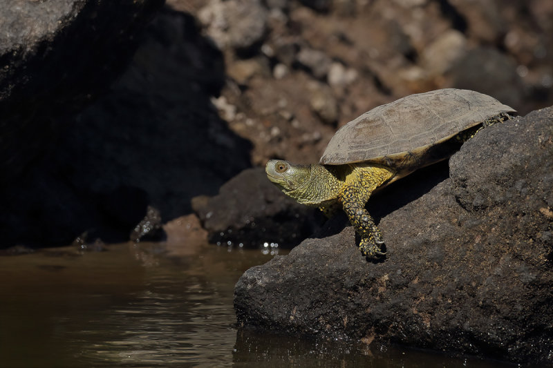 European pond terrapin (Emys orbicularis)