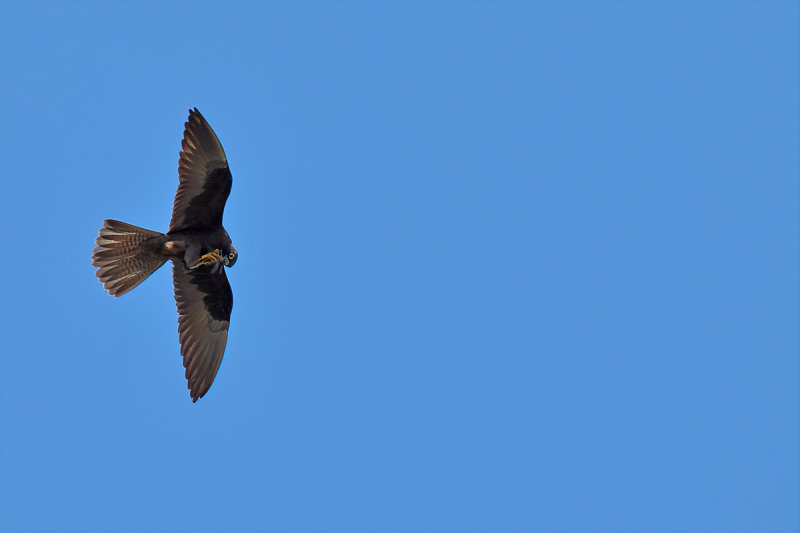 Eleonora's Falcon (Falco eleonorae)