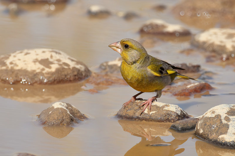 Greenfinch (Carduelis chloris)