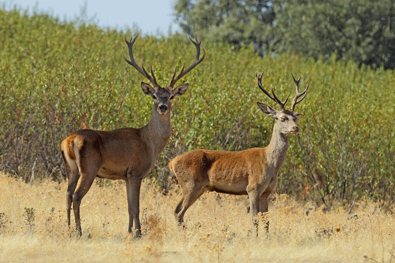 Red Deer - (Cervus elaphus hispanicus)
