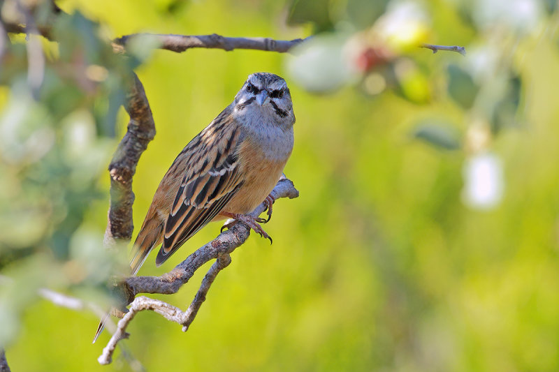 Rock Bunting (Emberiza cia)