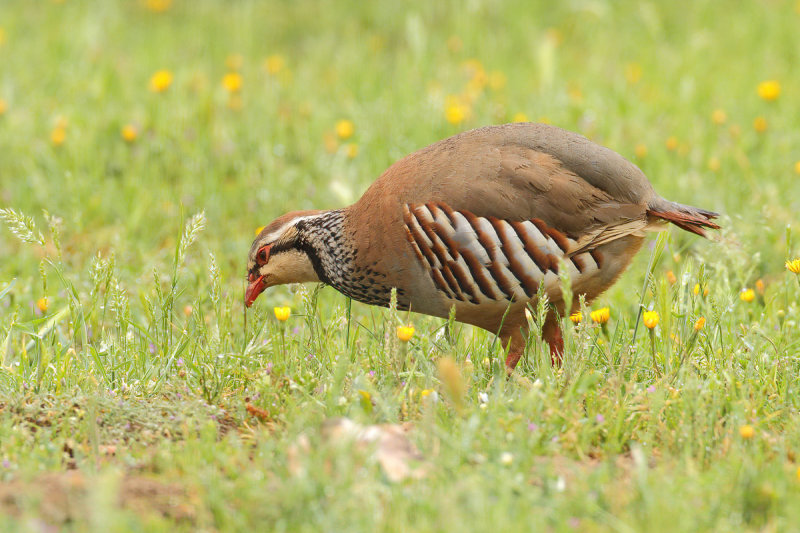 Red-legged Partridge (Alectoris rufa)