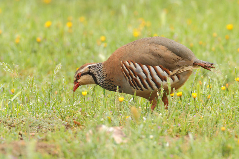 Red-legged Partridge (Alectoris rufa) 