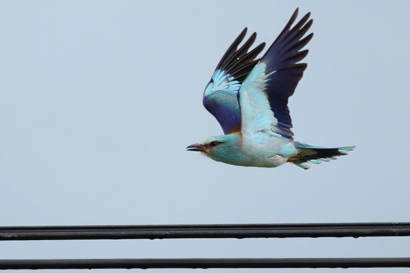 European Roller (Coracias garrulus)