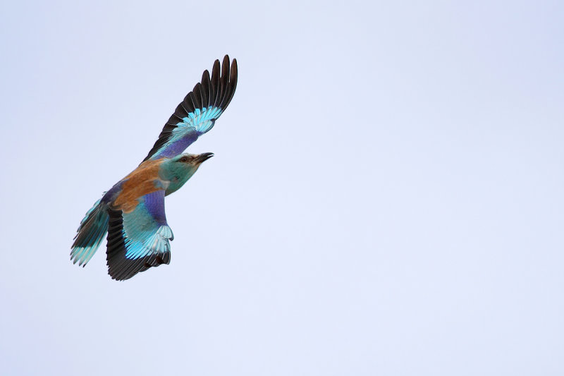 European Roller (Coracias garrulus)