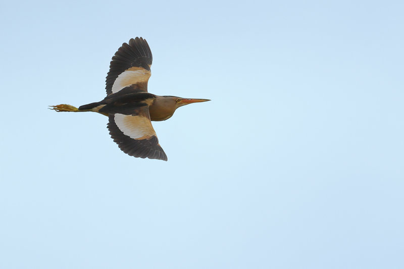 Little Bittern (Ixobrychus minutus)