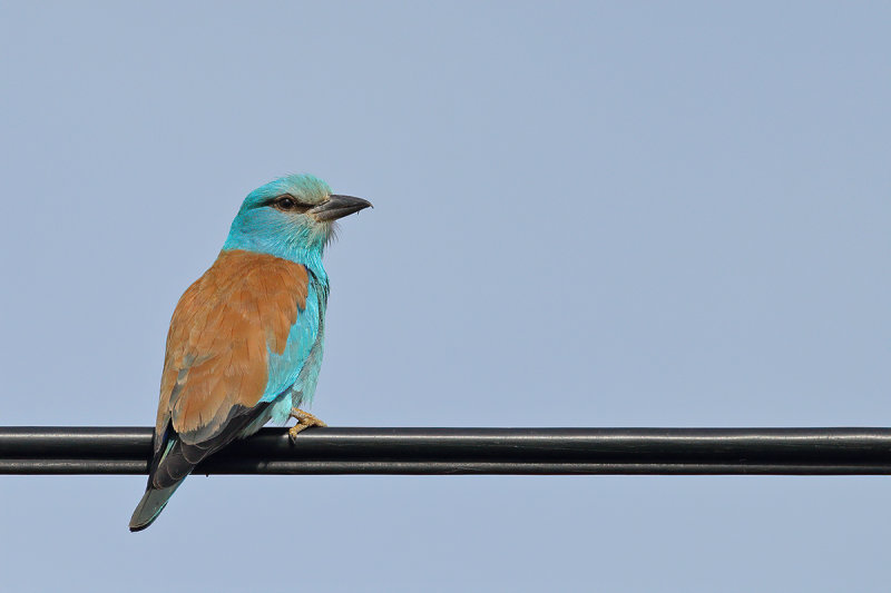 European Roller (Coracias garrulus) 