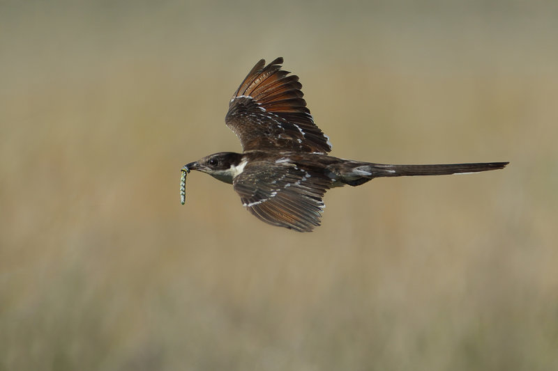 Gallery Great Spotted Cuckoo