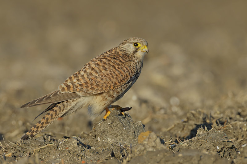 Common Kestrel (Falco tinnunculus)