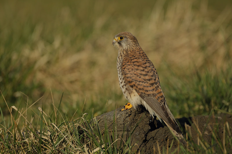 Common Kestrel (Falco tinnunculus)